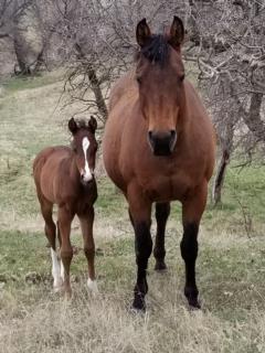 Pictured with 2019 foal